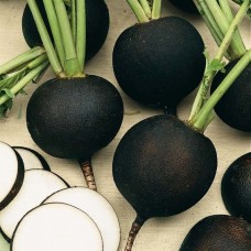 Radish Black Spanish Round